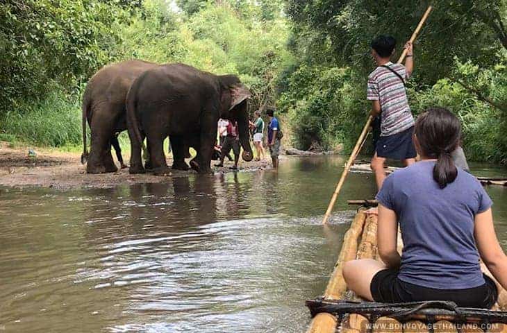 Weekly outdoor excursion showing bamboo rafting alongside elephants in Chiang Mai